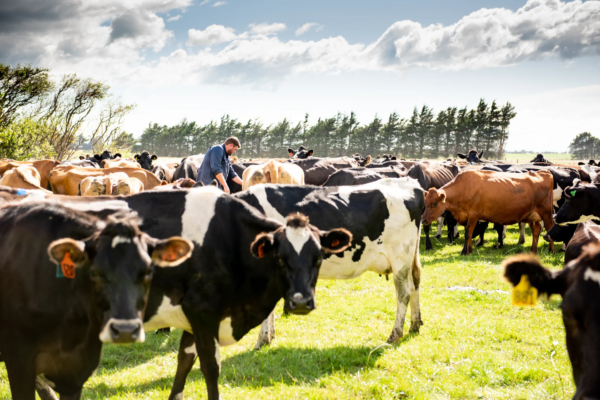 Dairy Farming & Automation